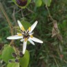Passiflora bogotensis Seeds | Seeds Shop Store
