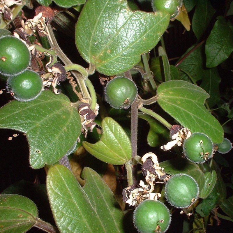 Passiflora bogotensis Seeds | Seeds Shop Store