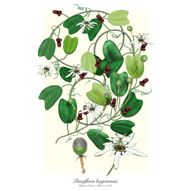 Passiflora bogotensis Seeds | Seeds Shop Store