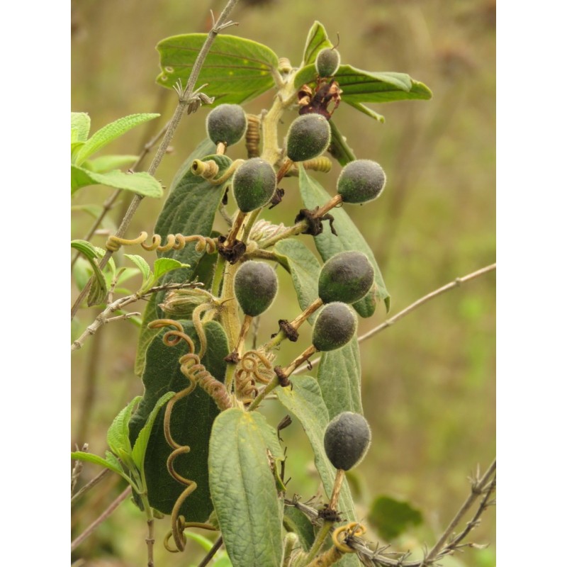 Passiflora bogotensis Seeds | Seeds Shop Store