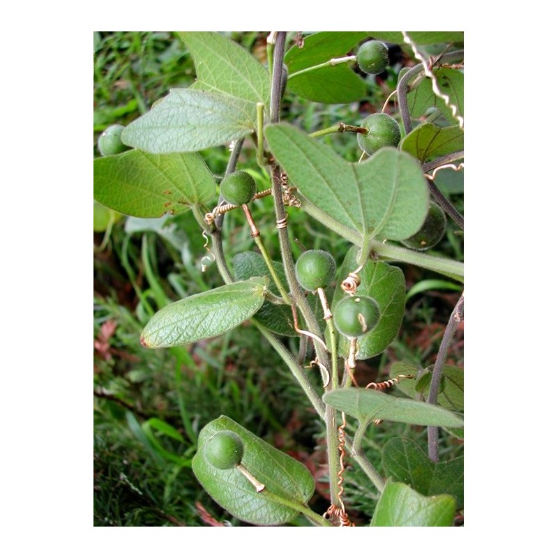 Passiflora bogotensis Seeds | Seeds Shop Store