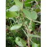Passiflora bogotensis Seeds | Seeds Shop Store