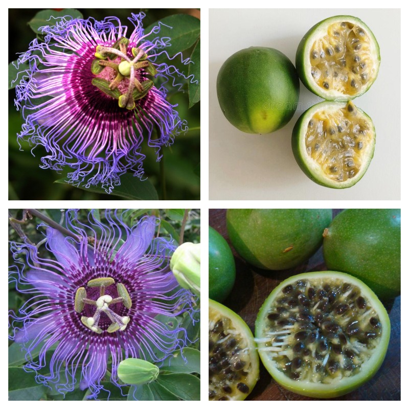 Passiflora cincinnata Seeds | Seeds Shop Store