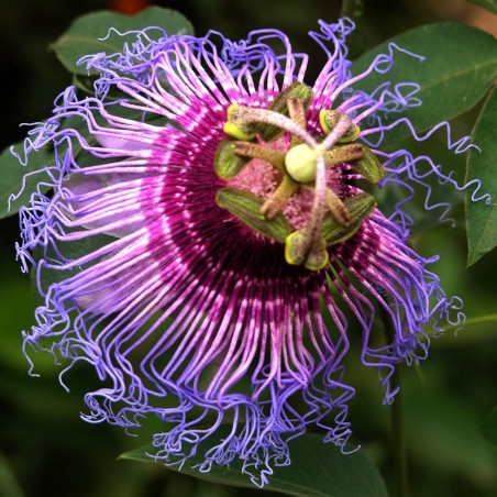 Passiflora cincinnata Seeds | Seeds Shop Store