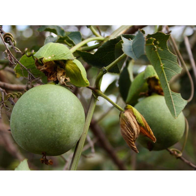 Passiflora cincinnata Seeds | Seeds Shop Store