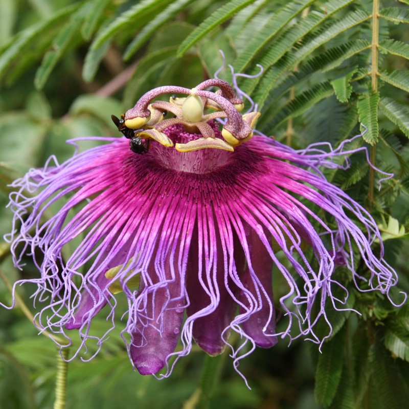 Passiflora cincinnata Seeds | Seeds Shop Store