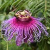 Passiflora cincinnata Seeds | Seeds Shop Store