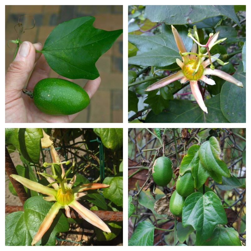 Sementes de Passiflora herbertiana | Seeds Shop Store