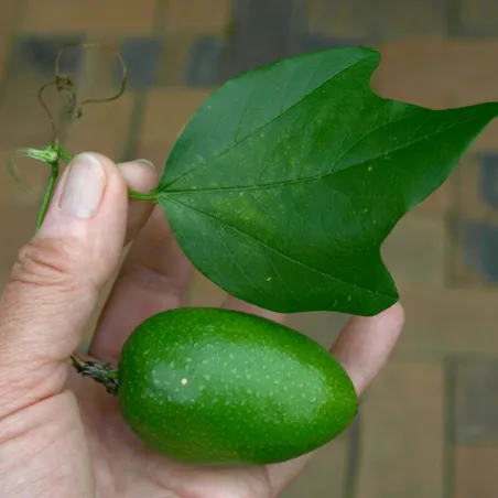 Sementes de Passiflora herbertiana | Seeds Shop Store