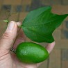 Sementes de Passiflora herbertiana | Seeds Shop Store