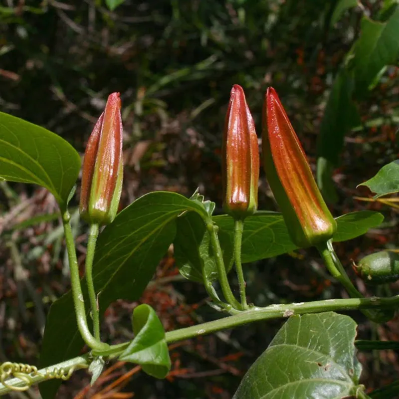 Sementes de Passiflora herbertiana | Seeds Shop Store