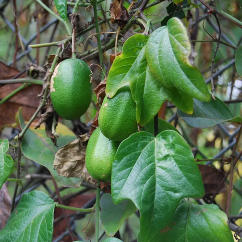 Sementes de Passiflora herbertiana | Seeds Shop Store