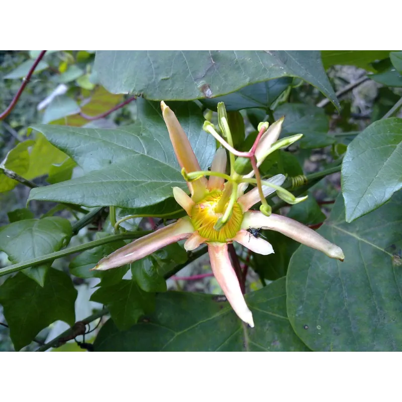 Sementes de Passiflora herbertiana | Seeds Shop Store