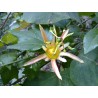 Sementes de Passiflora herbertiana | Seeds Shop Store