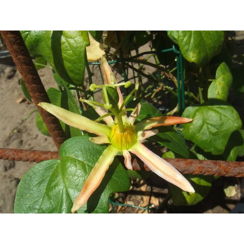 Sementes de Passiflora herbertiana | Seeds Shop Store