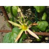 Sementes de Passiflora herbertiana | Seeds Shop Store