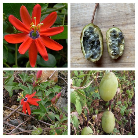 Red Passionflower Seeds (Passiflora manicata) | Seeds Shop Store