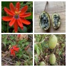 Red Passionflower Seeds (Passiflora manicata) | Seeds Shop Store