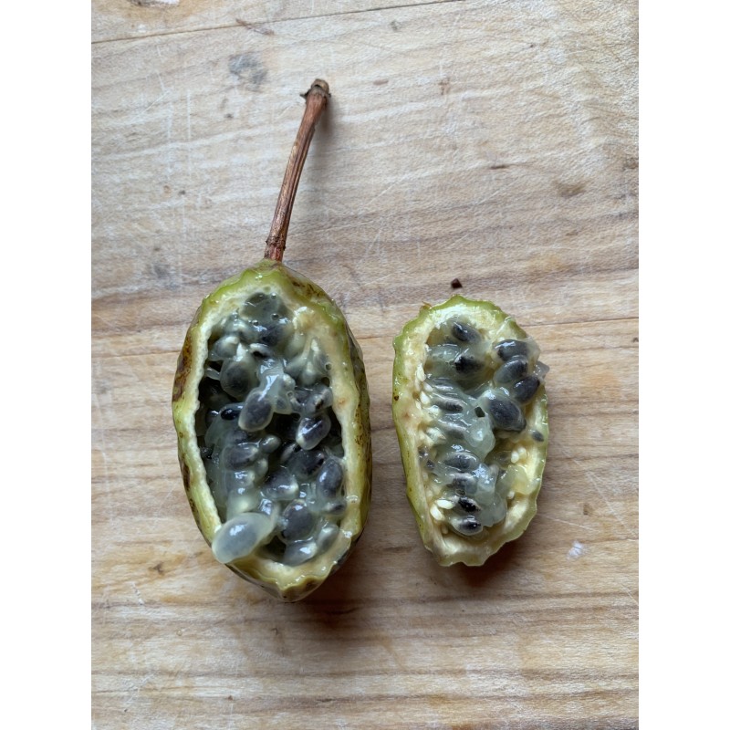 Red Passionflower Seeds (Passiflora manicata) | Seeds Shop Store