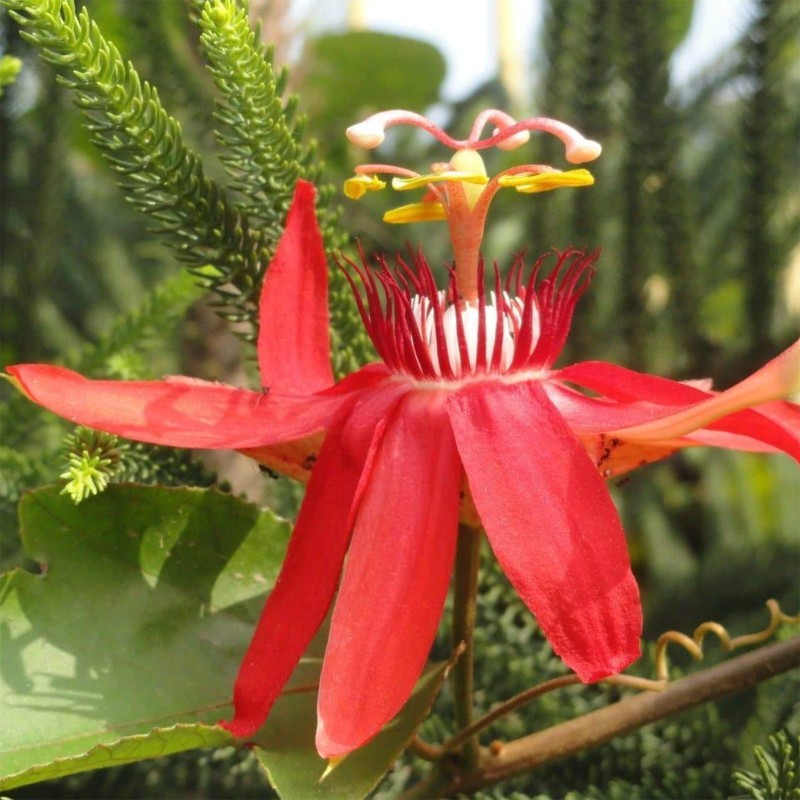 Red Passionflower Seeds (Passiflora manicata) | Seeds Shop Store