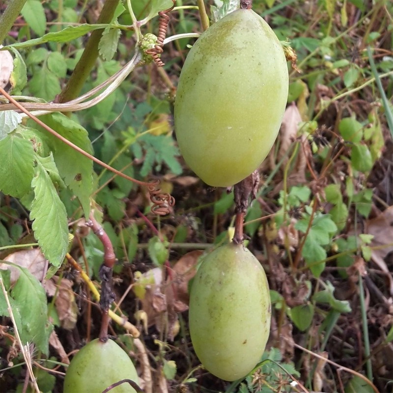 Red Passionflower Seeds (Passiflora manicata) | Seeds Shop Store