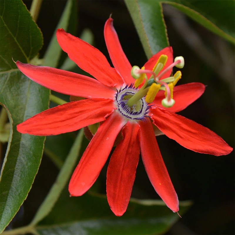 Red Passionflower Seeds (Passiflora manicata) | Seeds Shop Store