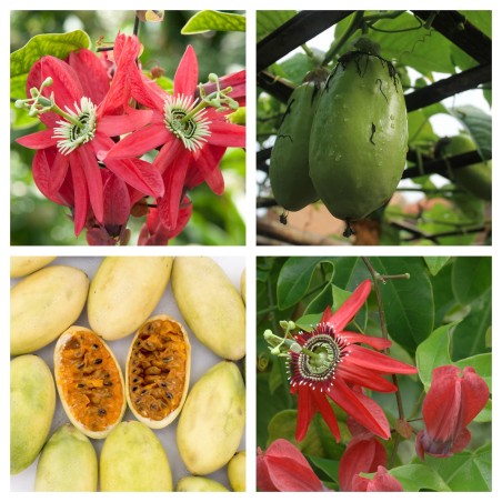 Semi di Passiflora princeps - 4.365