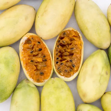 Semi di Passiflora princeps - 4.365