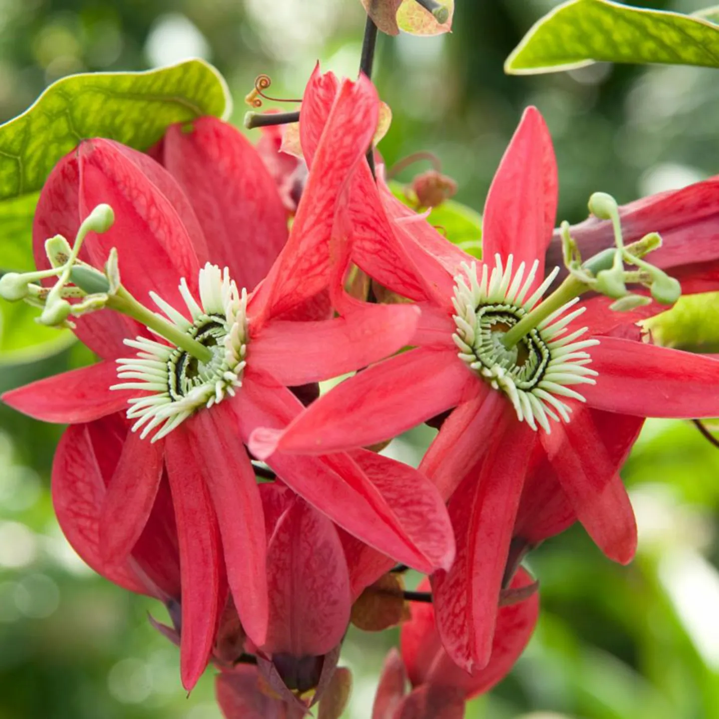 Semi di Passiflora princeps - 4.365