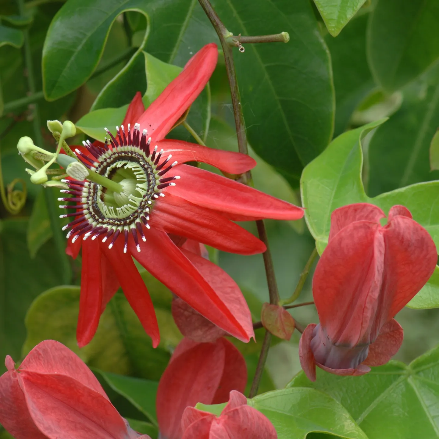 Semi di Passiflora princeps - 4.365
