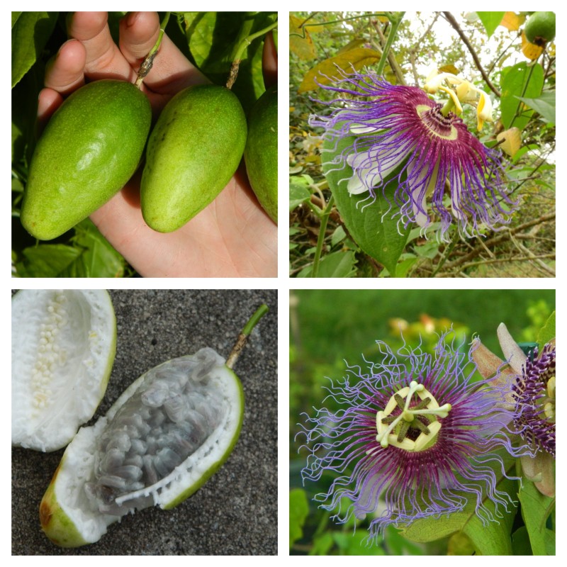 Passiflora serratifolia Seeds | Seeds Shop Store