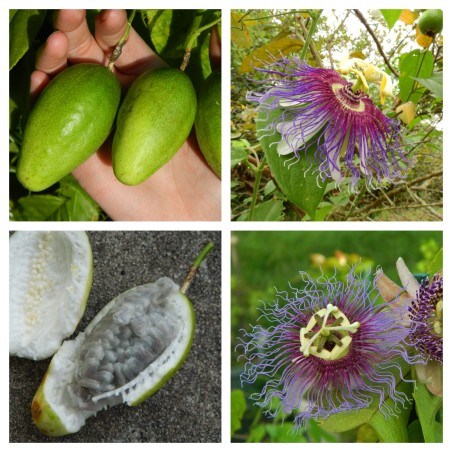 Sementes de Passiflora serratifolia | Seeds Shop Store