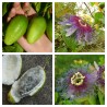 Passiflora serratifolia Seeds | Seeds Shop Store