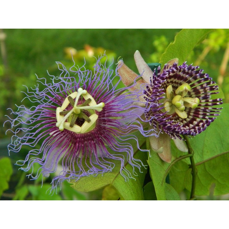 Passiflora serratifolia Seeds | Seeds Shop Store