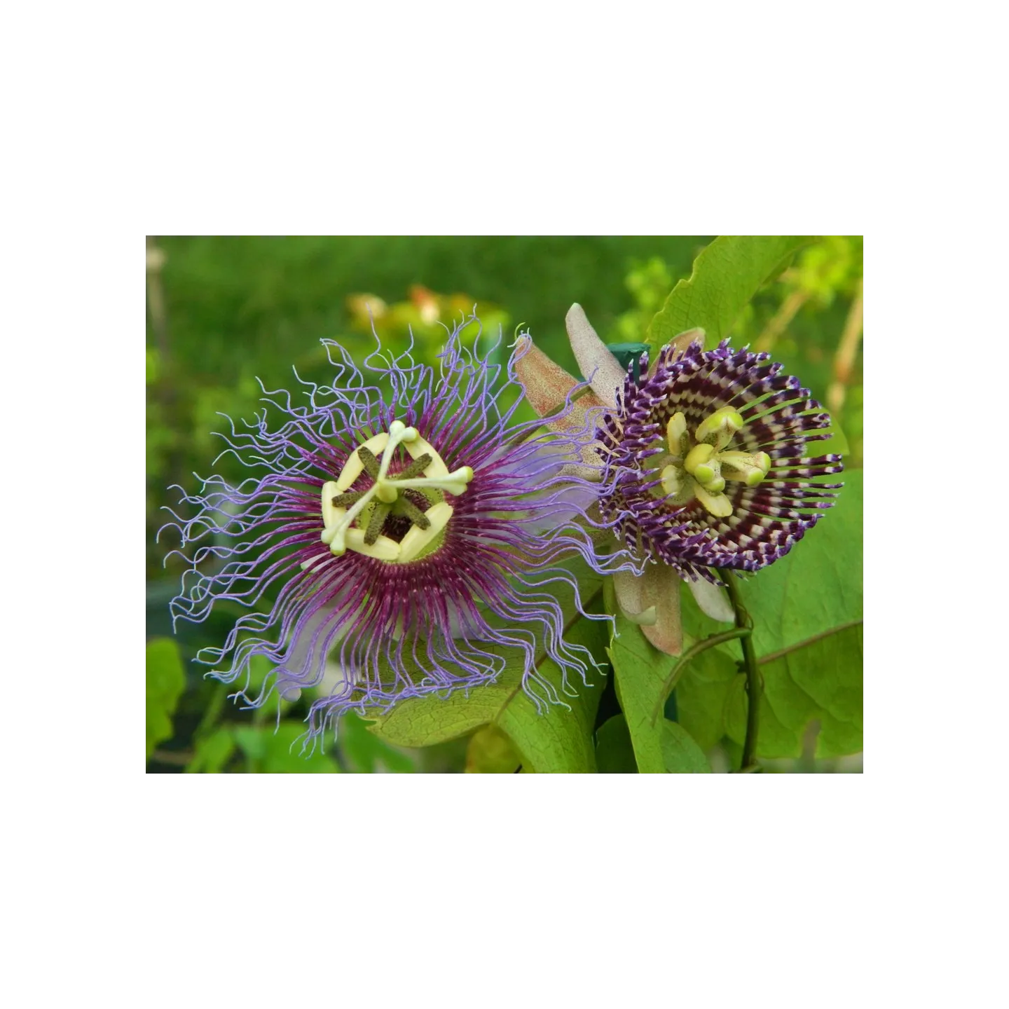 Nasiona Passiflora serratifolia - 7.2