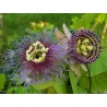 Passiflora serratifolia Seeds | Seeds Shop Store