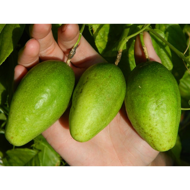 Sementes de Passiflora serratifolia | Seeds Shop Store