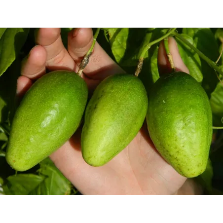 Nasiona Passiflora serratifolia - 7.2