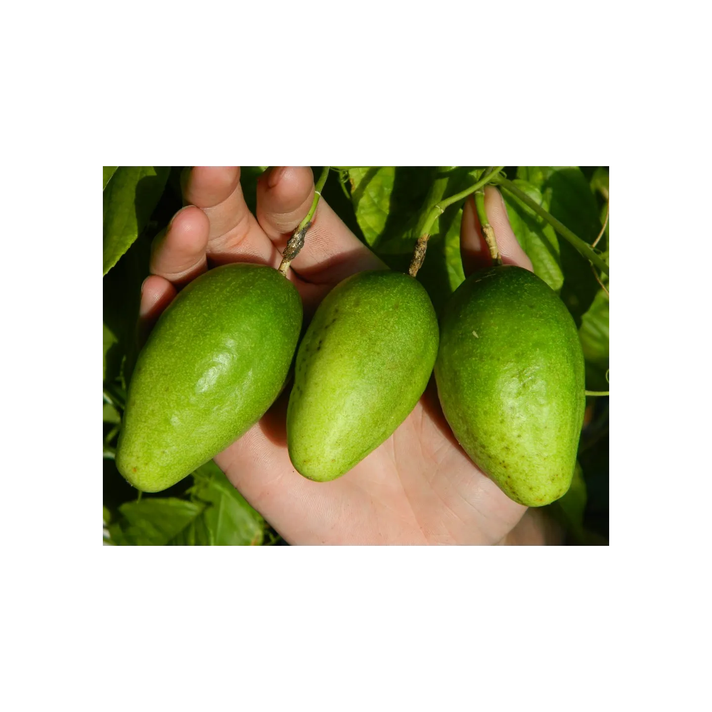 Nasiona Passiflora serratifolia - 7.2