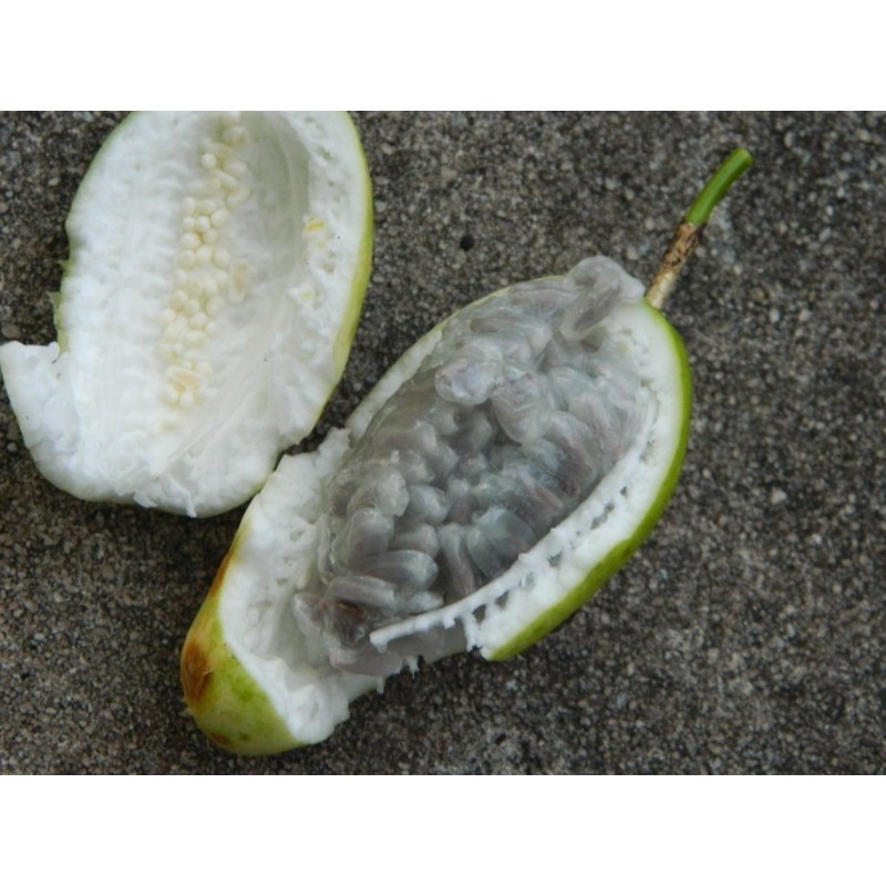 Passiflora serratifolia Seeds | Seeds Shop Store