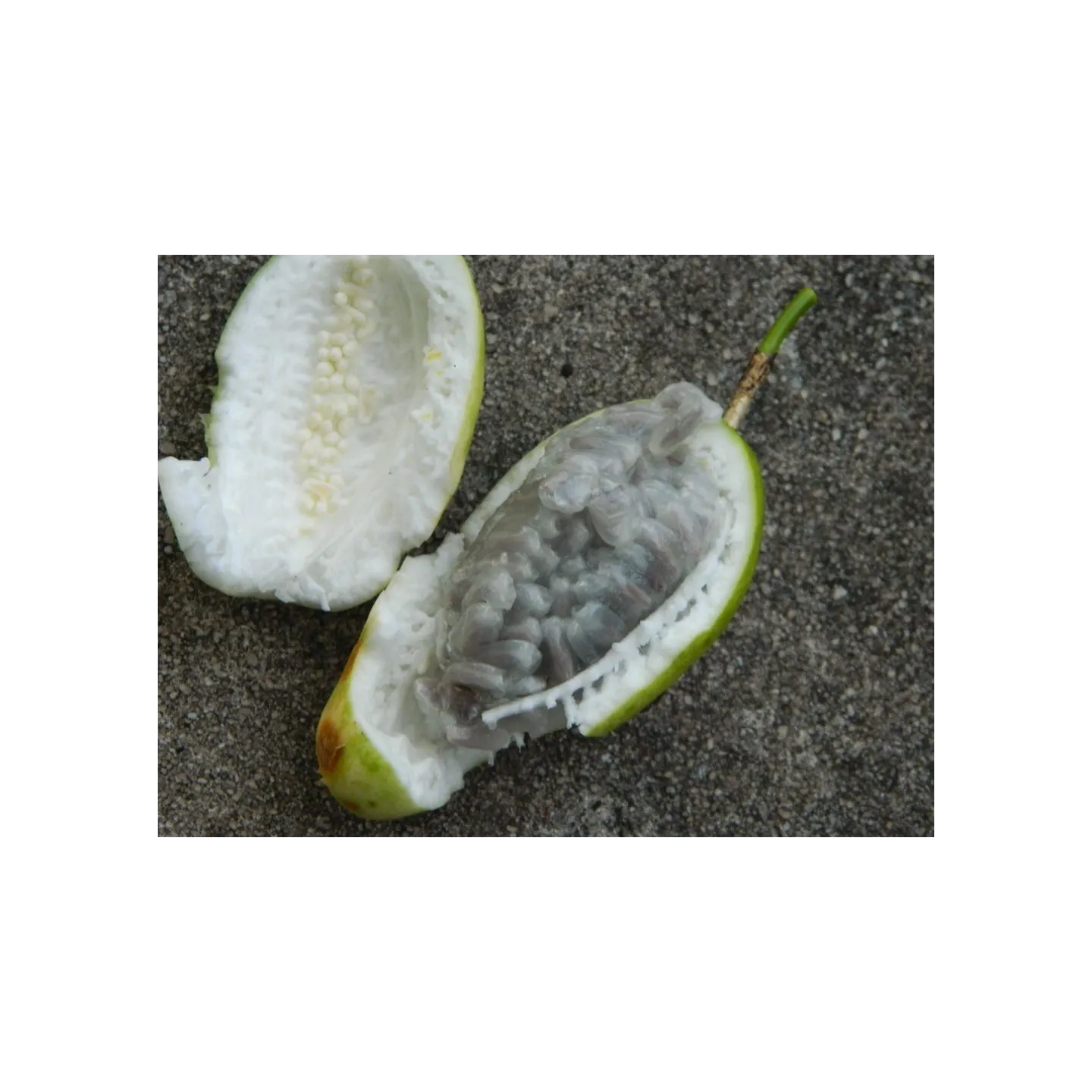 Nasiona Passiflora serratifolia - 7.2