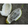 Passiflora serratifolia Seeds | Seeds Shop Store