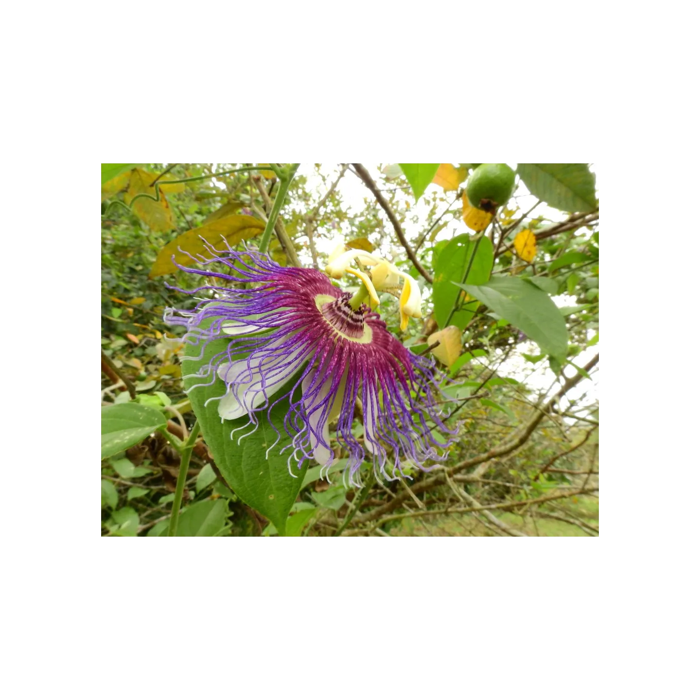 Nasiona Passiflora serratifolia - 7.2