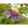 Passiflora serratifolia Seeds | Seeds Shop Store