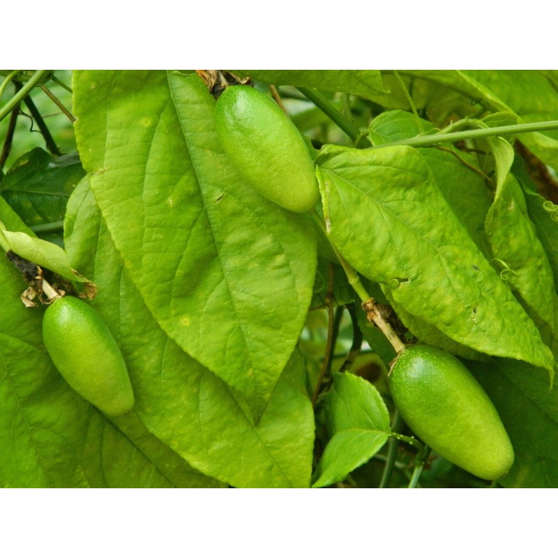 Passiflora serratifolia Seeds | Seeds Shop Store