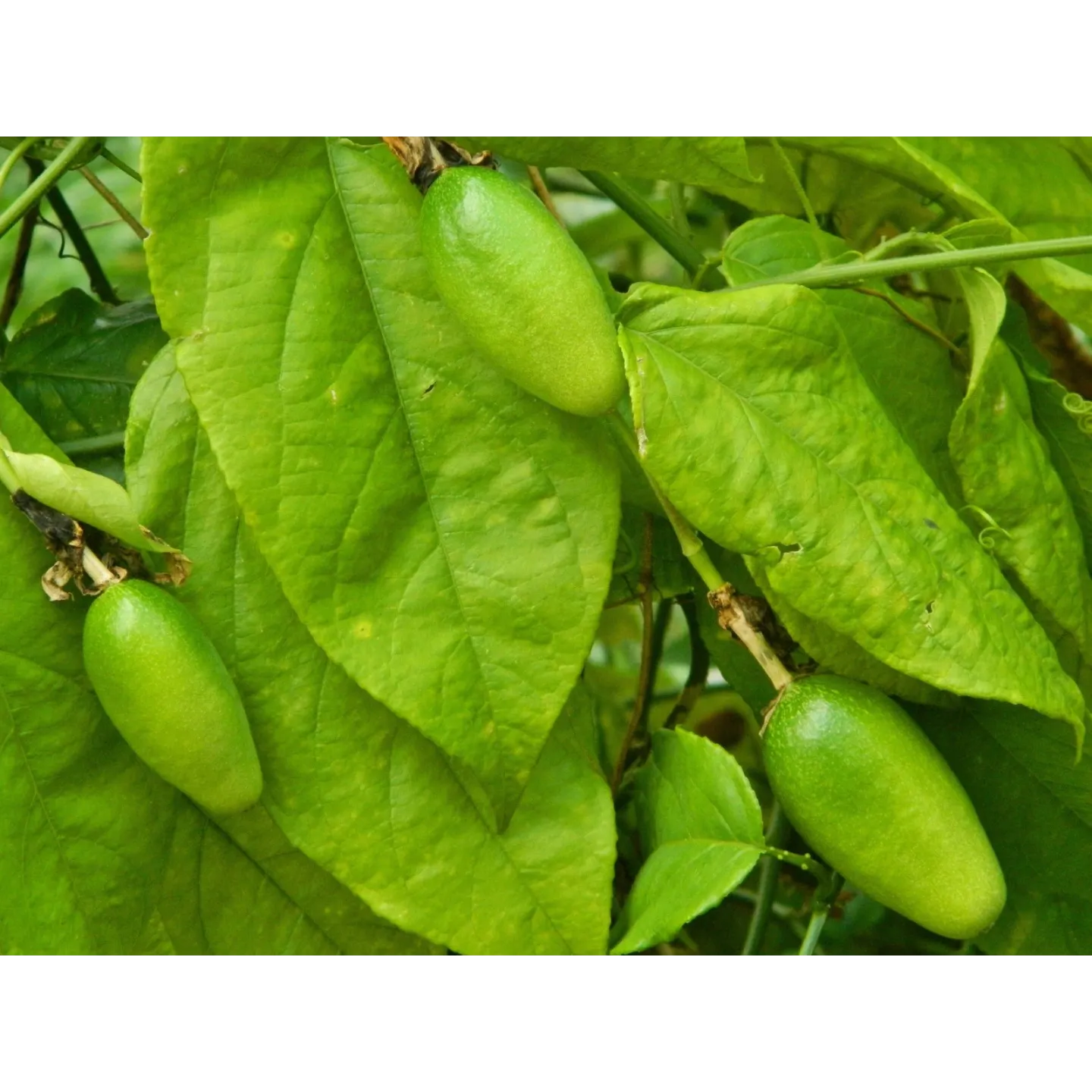 Nasiona Passiflora serratifolia - 7.2