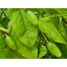 Passiflora serratifolia Seeds | Seeds Shop Store