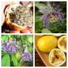 Passiflora serrulata Seeds | Seeds Shop Store