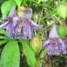 Passiflora serrulata Seeds | Seeds Shop Store
