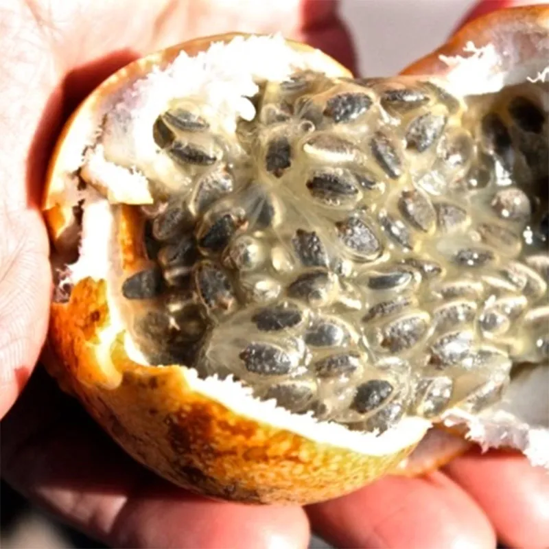 Passiflora serrulata Seeds | Seeds Shop Store